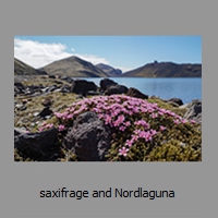 saxifrage and Nordlaguna